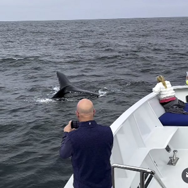 AURORA charter guests watching a whale tail surface just feet from the bow—an extraordinary up-close ocean moment.